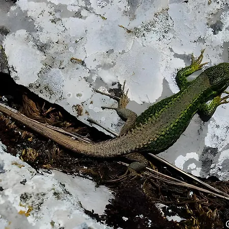 Апартаменты El Mirador De Babia Riolago