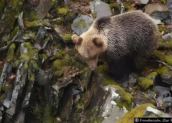 Lejlighed El Mirador De Babia